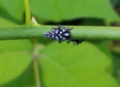 Lycorma delicatula