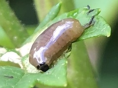 Cionus scrophulariae