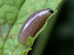 Cionus scrophulariae