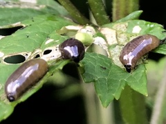 Cionus scrophulariae