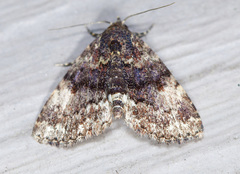 Metalectra richardsi