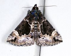 Hypena palparia