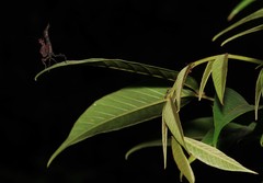 Stenophylla gallardi