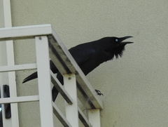 Corvus mellori