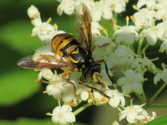 Spilomyia alcimus