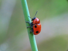 Cryptocephalus infirmior