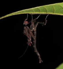 Stenophylla gallardi