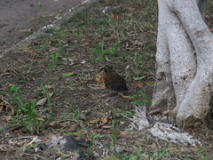 Turdus rufopalliatus