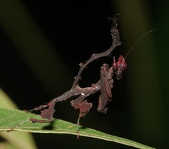 Stenophylla gallardi