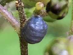 Cionus scrophulariae