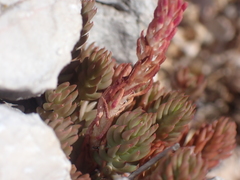 Petrosedum