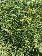 Rorippa austriaca