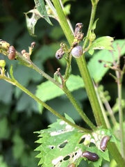 Cionus scrophulariae