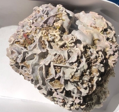 Lithophyllum byssoides