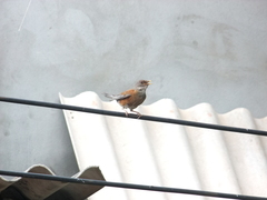 Turdus rufopalliatus