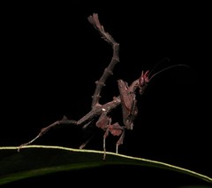 Stenophylla gallardi