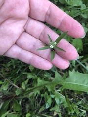 Capsella bursa-pastoris