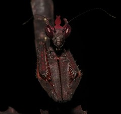 Stenophylla gallardi