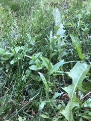 Capsella bursa-pastoris