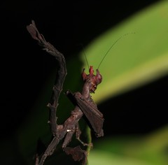 Stenophylla gallardi