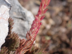 Petrosedum