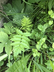 Sorbus aucuparia