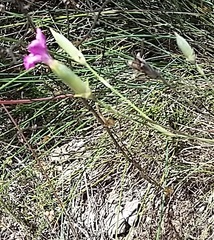 Dianthus longicaulis