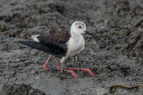 Black-Winged Stilt