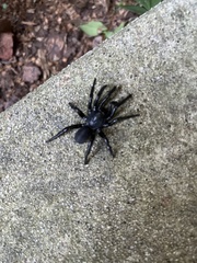 Ummidia audouini