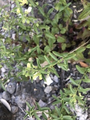 Scutellaria californica