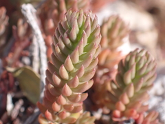 Petrosedum