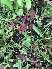 Oxalis stricta rufa