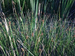 Eleocharis rostellata