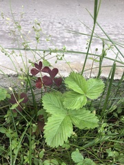 Oxalis stricta rufa