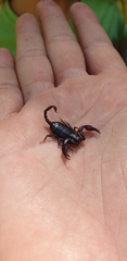 Euscorpius delta