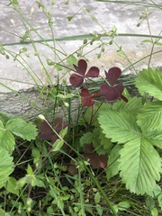 Oxalis stricta rufa