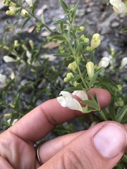Scutellaria californica