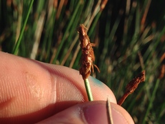 Eleocharis rostellata