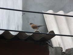 Turdus rufopalliatus