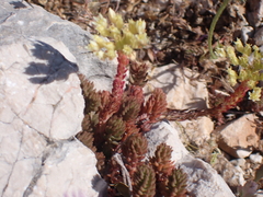Petrosedum
