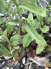 Scutellaria californica