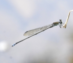 Pseudagrion indicum
