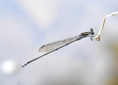 Pseudagrion indicum