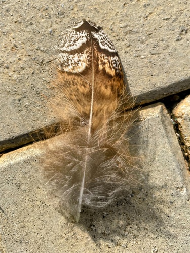 Mottled Wood Owl (Strix ocellata), photo 5