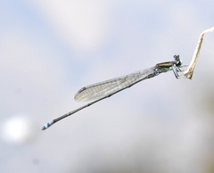 Pseudagrion indicum