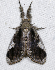 Dasychira basiflava
