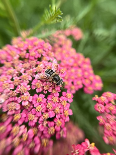 Yellow-shouldered Drone Fly photo 3