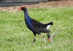 Porphyrio melanotus
