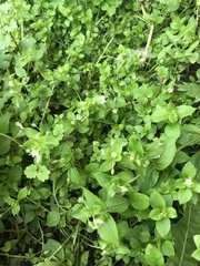 Stellaria media