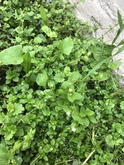 Stellaria media